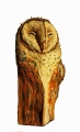 Tyto alba           