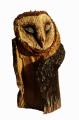  Tyto alba II